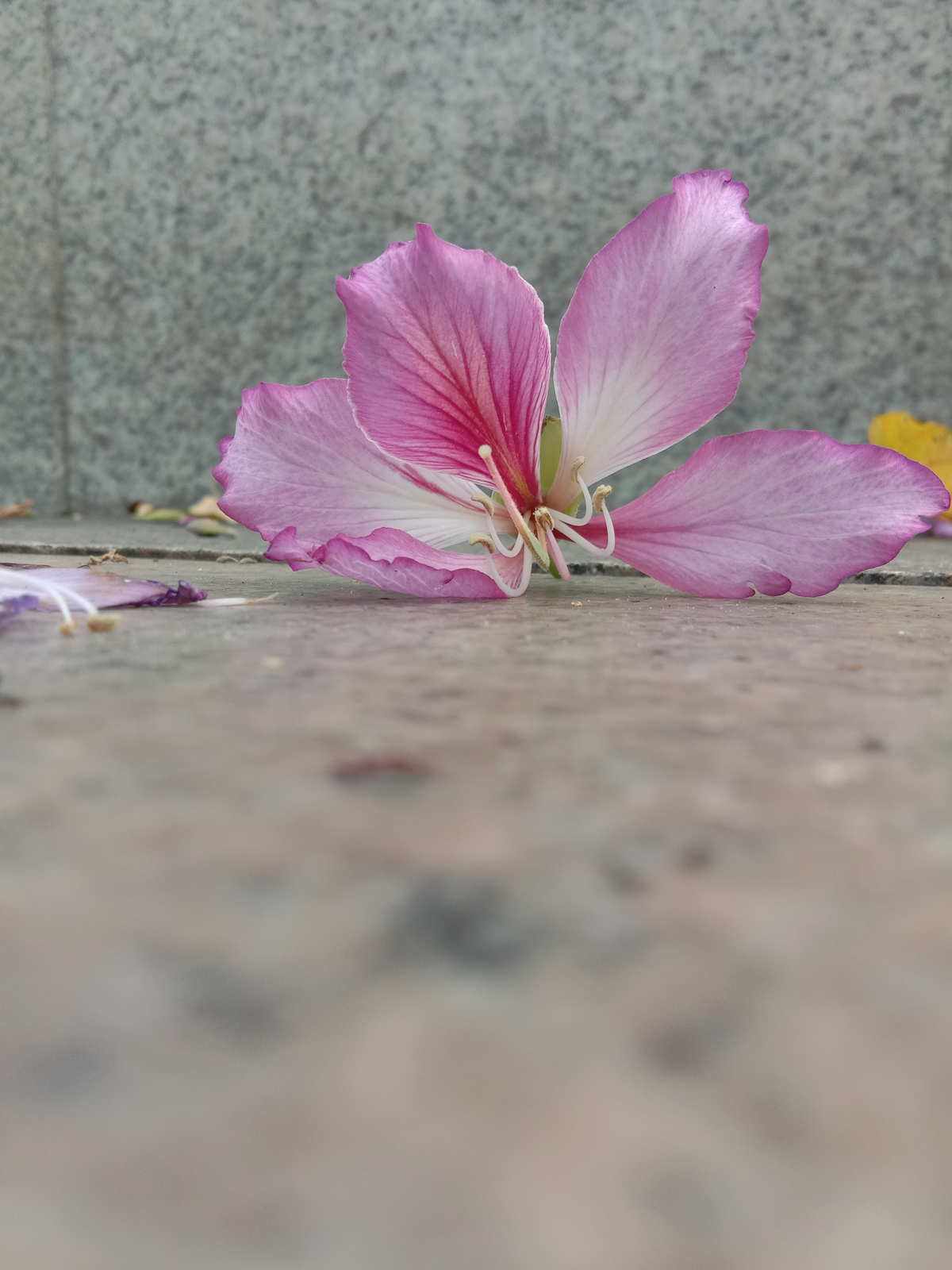 化作春泥更护花的上一句，落红不是无情物化作春泥更护花