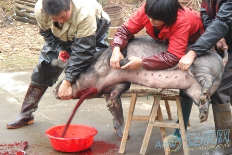 做梦梦见杀猪，做梦梦见杀猪卖肉