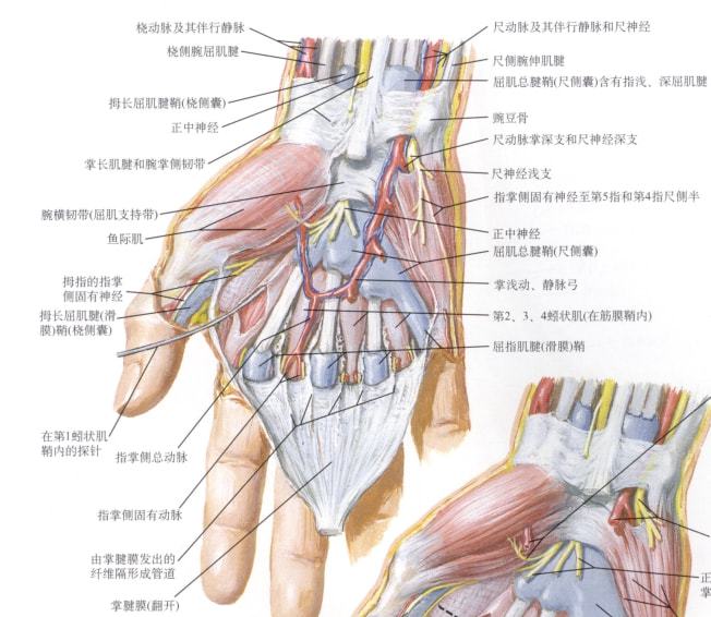 腕关节解剖图，腕关节解剖图mr