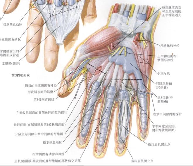腕关节解剖图，腕关节解剖图mr