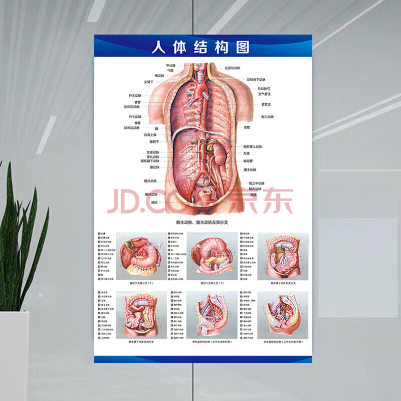 关于人体器官结构图的信息