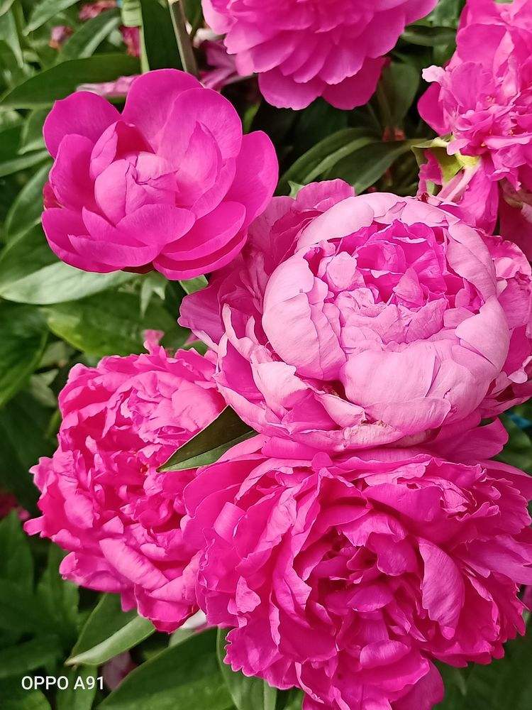 争芳斗艳，争芳斗艳是成语