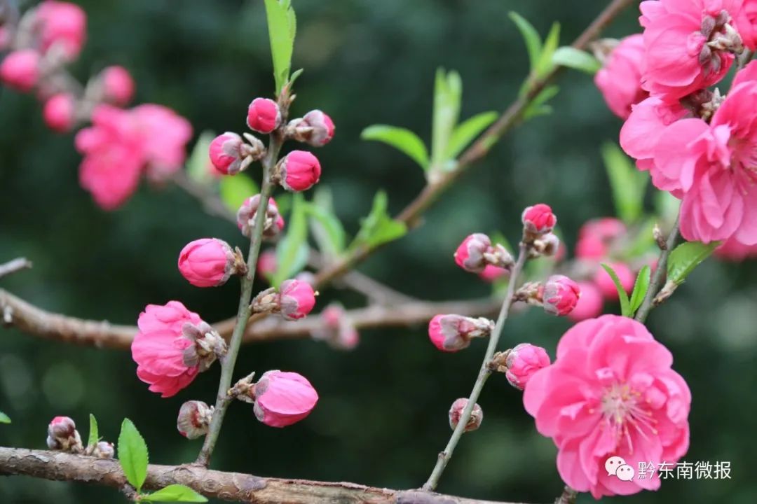 争芳斗艳，争芳斗艳是成语
