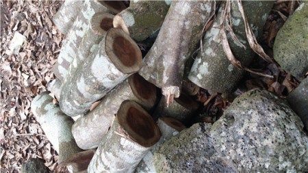 关于海南黄花梨木价格的信息