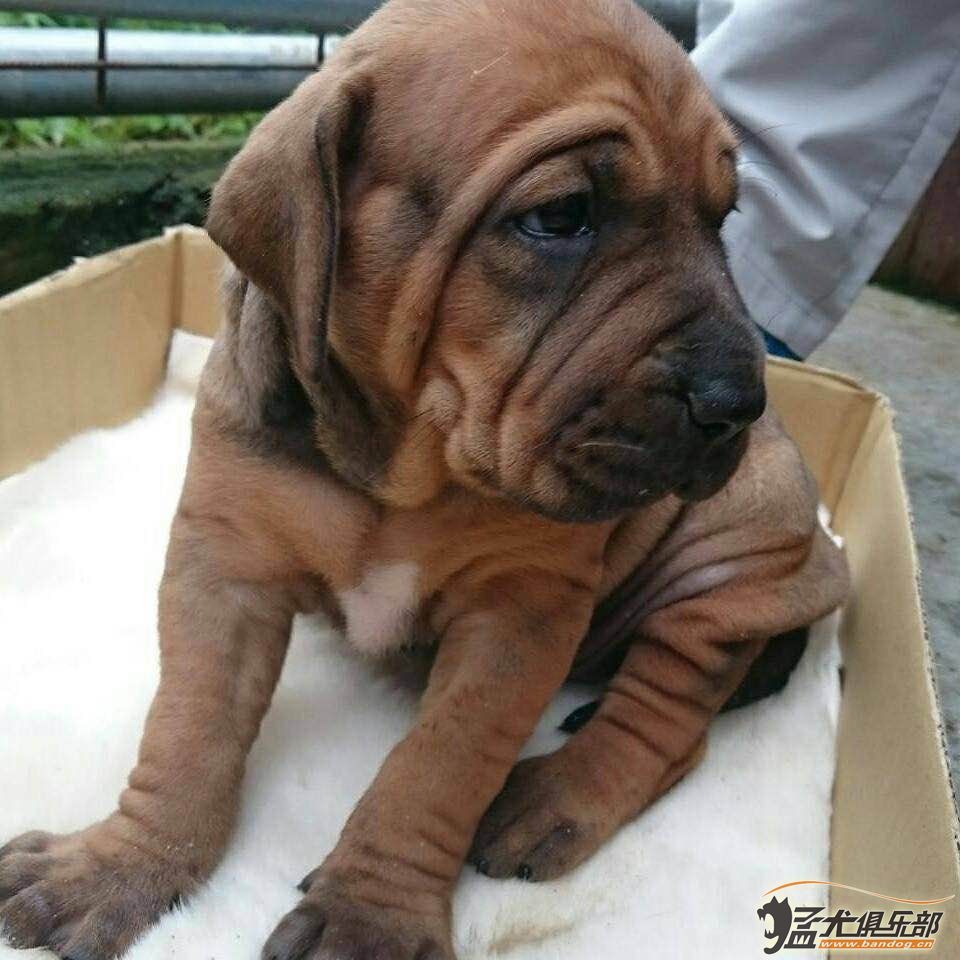 日本土佐犬，日本土佐犬多少钱一只