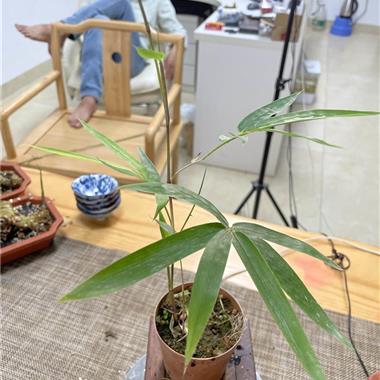 小琴丝竹，小琴丝竹花期