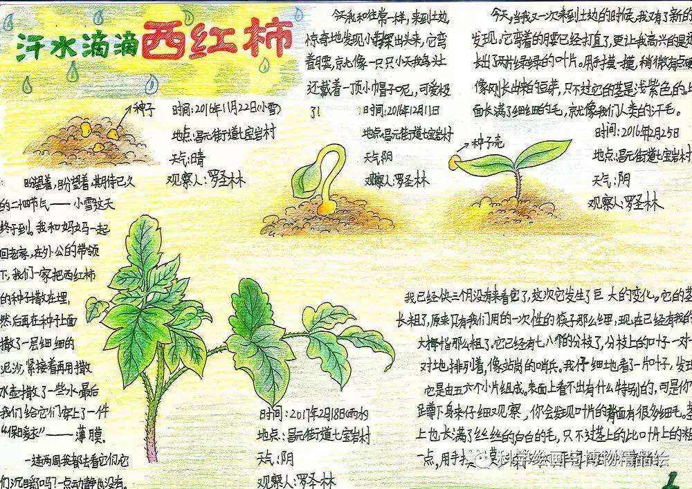 吊兰的栽培方法，吊兰的栽培方法视频