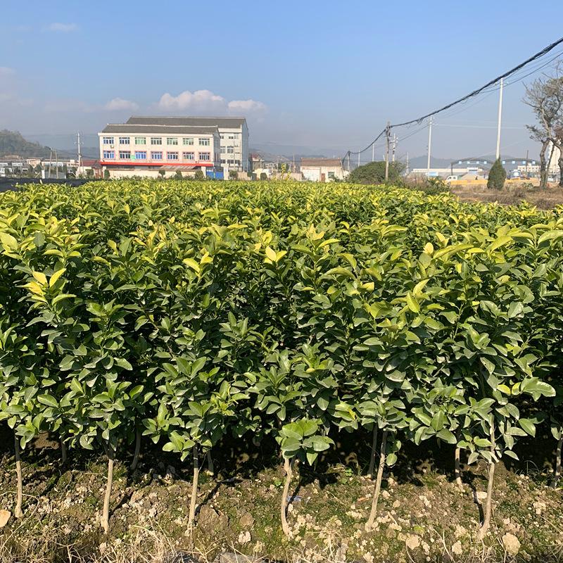 桔子树苗，桔子树种下去多久能会活